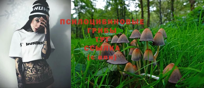 мориарти состав  Бикин  Галлюциногенные грибы Magic Shrooms  где купить наркоту  MEGA ссылка 